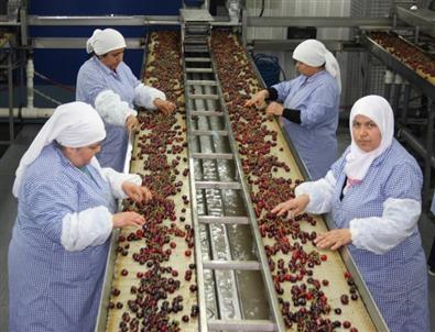 (özel Haber) Çinliler Bursa Kirazı Yiyecek