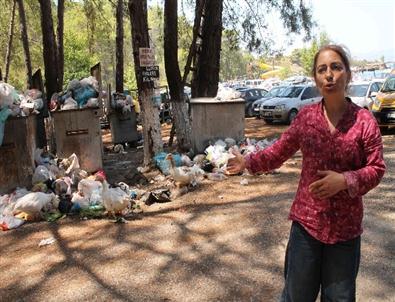 Fethiye'deki Koylarda Çevre Kirliliği İddiası