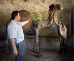 DOĞURGANLIK - Gaziantep Hayvanat Bahçesinde Nüfus Patlaması
