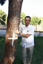 MUZAFFER YÜKSEL - Kesilecek Ağaçlar İçin 'Evlat Edinme” Kampanyası