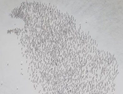 'Flamingo Cenneti' Flamingo Mezarlığına Dönüşüyor