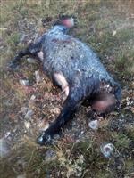 KURT SALDIRISI - Gümüşhane’de Sürüye Kurt Daldı Açıklaması