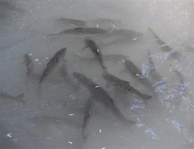 Balıklar İçin Tankerle Su Taşınıyor