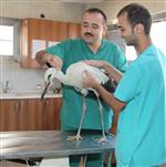 Yaralı Leylek Sağlığına Kavuşturuldu