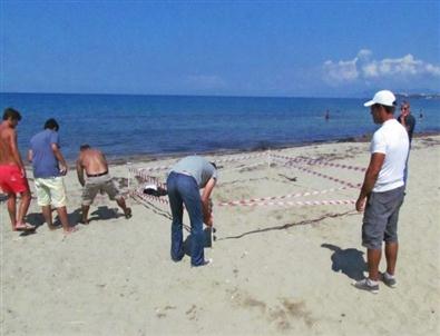 Kuşadası’nda Caretta Carettaların İkinci Yuva Alanı