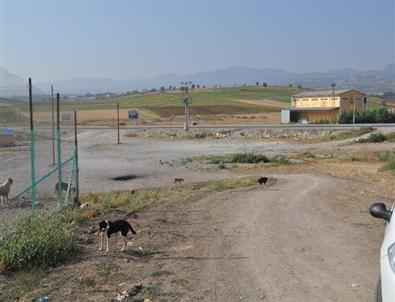 Hayvan Barınağına Zarar Verip Köpekleri Saldılar