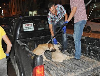 Suşehri’nde Sokak Köpekleri Toplatıldı