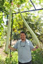 KıZıLCABÖLÜK - 2 Metrelik Kabak Görenleri Şaşırtıyor