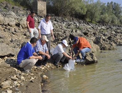 Göletlere 30 Bin Balık Bırakıldı
