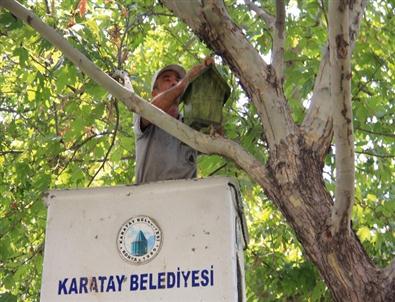 Karatay Belediyesi Parklara Kuş Evleri Yerleştiriyor