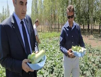 Palandöken’de Sebze Bahçeleri Projesinde Hasat Zamanı