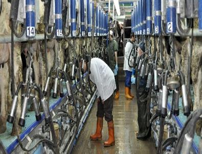 Süt Ürünlerinde Üretim Arttı