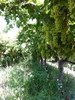 BILKENT ÜNIVERSITESI - Tarsim, Asma Yaprağını Sigorta Kapsamına Alacak