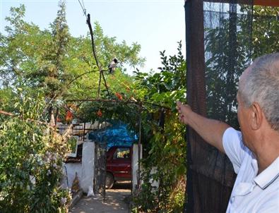 Bekçi Karga Villayı Bekliyor