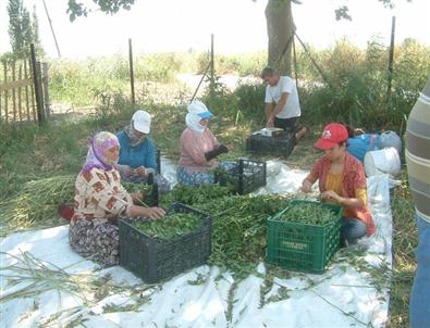 Burhaniye’de Stevia Hasadı Kadınlara İş Oldu