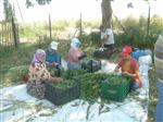 KORUMA MÜDÜRÜ - Burhaniye’de Stevia Hasadı Kadınlara İş Oldu