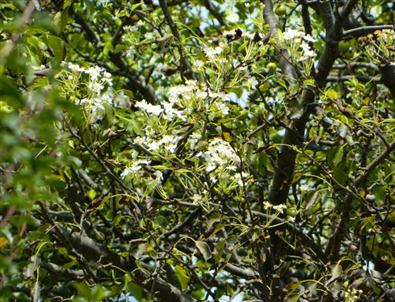 Posof'ta Ağaçlar Yeniden Çiçek Açıyor