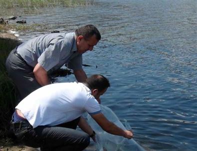 Simav’daki Göletlere 32 Bin Balık Bırakıldı