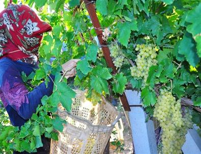 Manisa'da İlk Üzüm Hasadına Kurban Keserek Başladılar