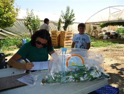Bilecik'te Hasat Öncesi Pestisit Denetimleri