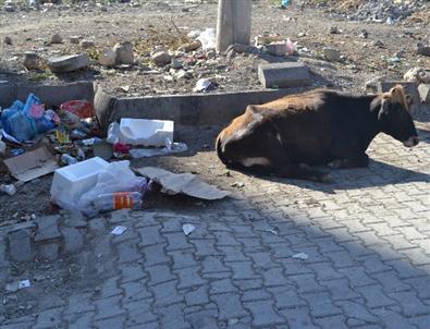 Toplanmayan Çöpler Vatandaşları Bezdirdi