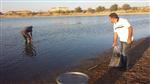 AYNALı SAZAN - Cihanbeyli Göleti’ne 16 Bin Balık Bırakıldı