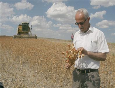 Yozgat’ta Aspir Hasadı Başladı