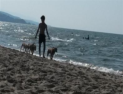 (özel Haber) Plajda Pitbull Paniği