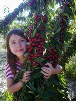İL TARIM MÜDÜRLÜĞÜ - Gölpazarı Kirazı Tertemiz Çıktı