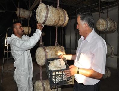 Yozgat'ta İstiridye Mantarı Üretiliyor