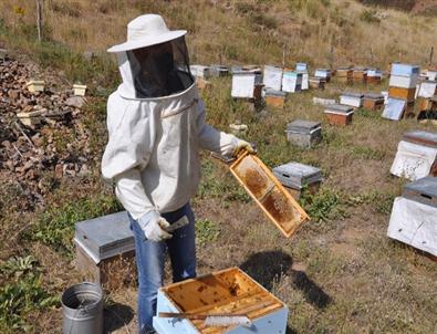 Tunceli’de Bal Sağım Zamanı