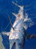 KILIÇ BALIĞI - Oltayla Yakaladığı 100 Kiloluk Kılıç Balığını 3 Bin 500 Tl'ye Sattı