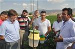 BAŞVERIMLI - Silopi'de Çiftçiler Pamuk Entegre Mücadele Sistemi Hakkında Bilgilendirildi
