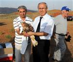 DAVUT HANER - İğdır’da Tedavisi Yapılan Şahinler Doğaya Bırakıldı