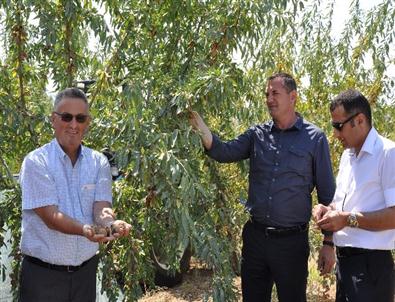 Badem Diyarı Manisa’da Hasat Başladı