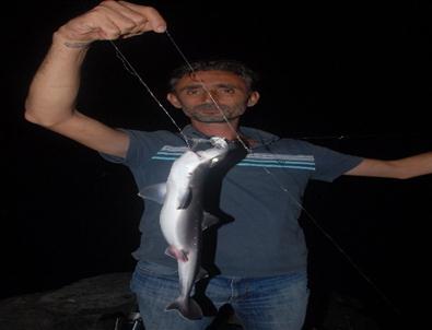 (özel Haber) Amatör Balıkçıların Oltasına 12 Köpek Balığı Takıldı
