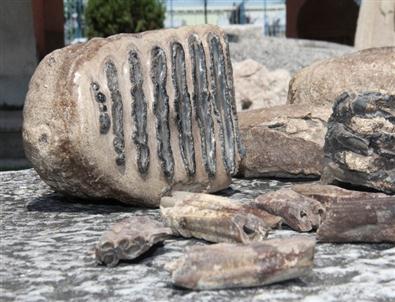 2 Milyon Yıllık Fosil Bulundu