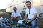 ORGANİK ÜRÜN - Bingöl’ün Bir Haftada 5 Ton Salatalık Üretiyorlar
