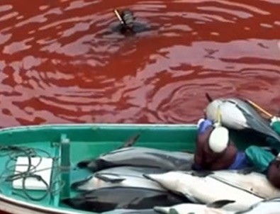 Bu defa balinalar katliam yaptı