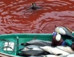YARATıLıŞ - Bu defa balinalar katliam yaptı