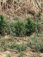 Bayramiç’te Kenevir Operasyonu