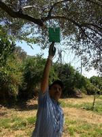 FEROMON - Nazilli'de Zeytin Sineğine Karşı Mücadele Sürüyor