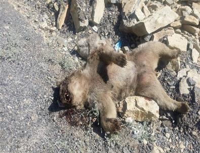 Anne ve Yavru Ayı Telef Oldu