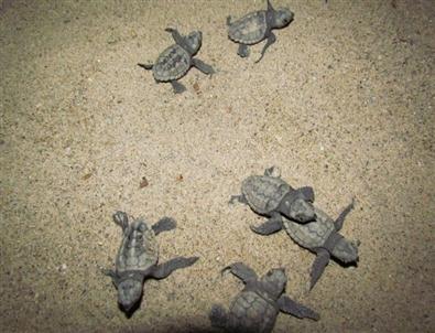 Caretta Carettaların Yavru Çıkışları Tamamlandı