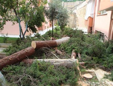 Çevre ve Şehircilik İl Müdürlüğü Lojmanları Önündeki 2 Çam Ağacı Kesildi