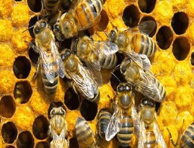 Antibiyotik yerine bal arısı