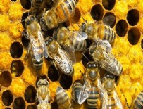 BAL ARISI - Antibiyotik yerine bal arısı