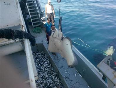 Balıkçıların Ağına 382 Kilo Dev Vatoz Takıldı