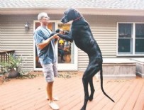 ZEUS - Dünyanın en uzun köpeği Zeus öldü