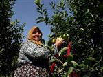 HAVA DEĞİŞİKLİĞİ - Geyve'de Elma Hasadı Başladı